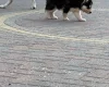 Siberian Husky