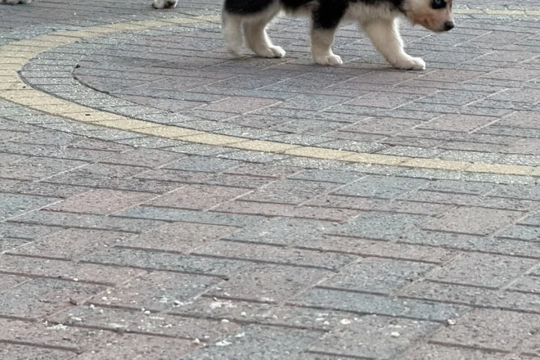Siberian Husky