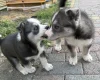 Siberian Husky
