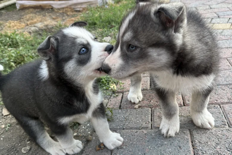 Siberian Husky