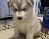 Siberian Husky