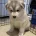 Siberian Husky