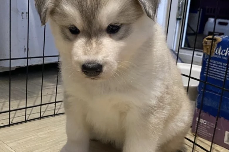 Siberian Husky