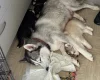 Siberian Husky