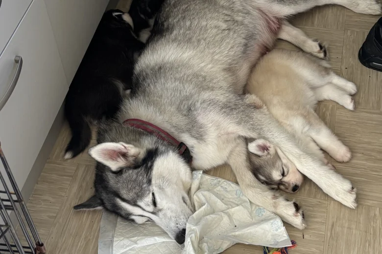 Siberian Husky