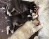 Siberian Husky