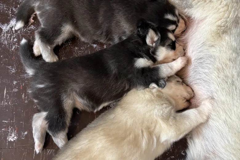Siberian Husky