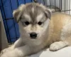 Siberian Husky