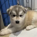 Siberian Husky