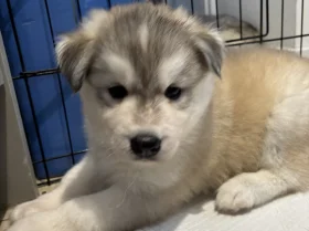 Siberian Husky