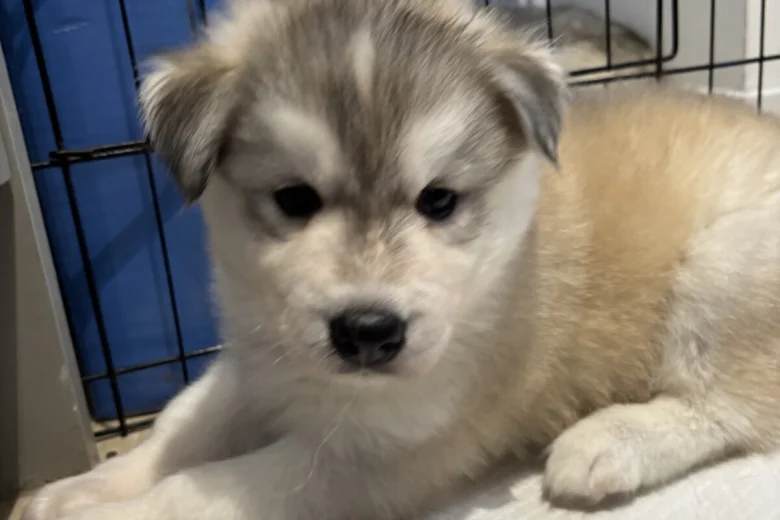 Siberian Husky