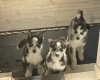 Siberian Husky