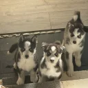 Siberian Husky