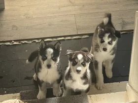 Siberian Husky
