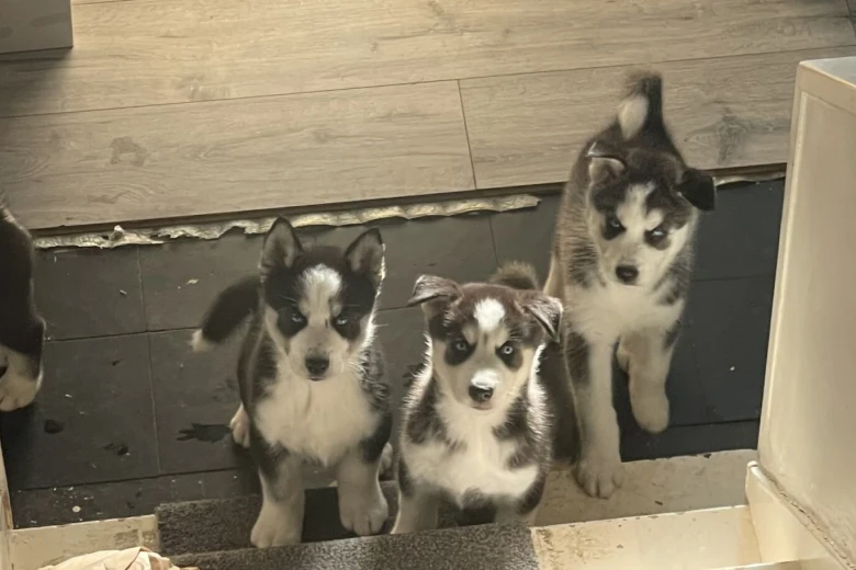 Siberian Husky