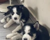 Siberian Husky