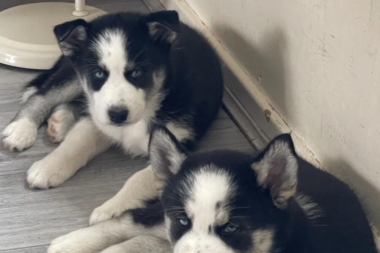 Siberian Husky