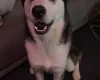 Siberian Husky