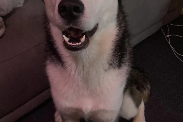 Siberian Husky