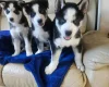 Siberian Husky