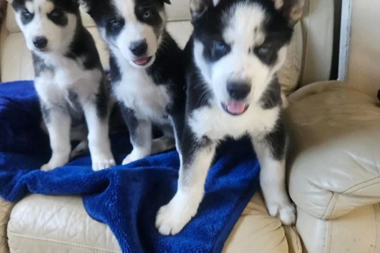 Siberian Husky