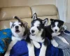 Siberian Husky