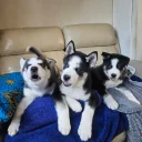 Siberian Husky