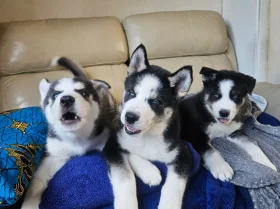 Siberian Husky