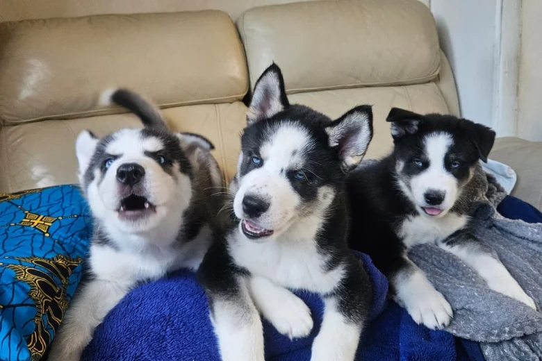 Siberian Husky