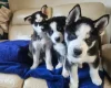 Siberian Husky