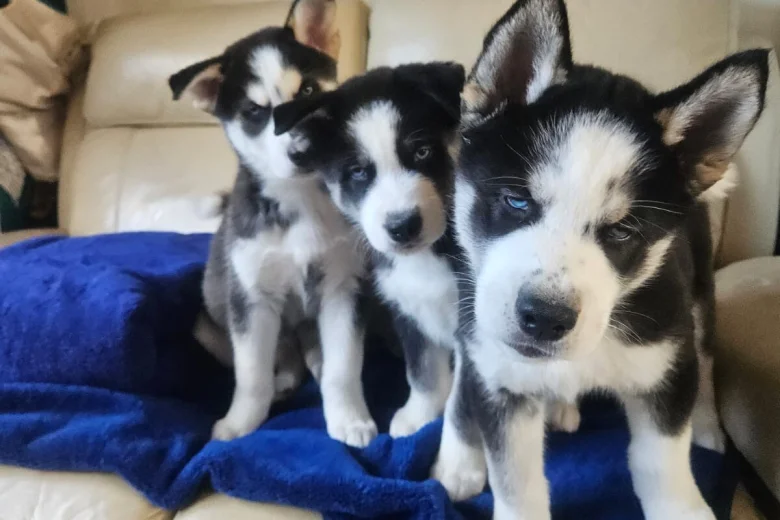 Siberian Husky