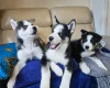 Siberian Husky