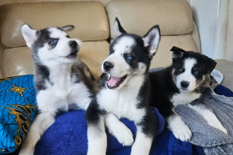 Siberian Husky