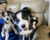 Siberian Husky