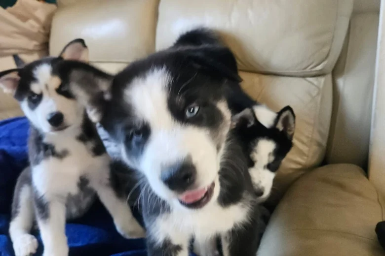 Siberian Husky