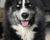 Siberian Husky