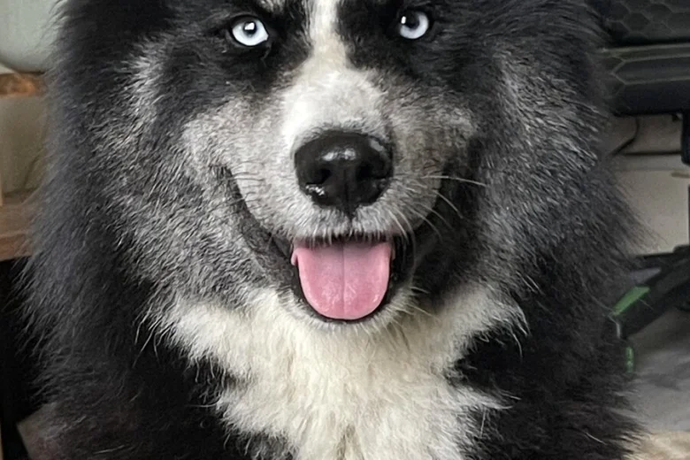Siberian Husky