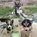 Siberian Husky