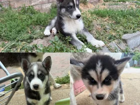 Siberian Husky