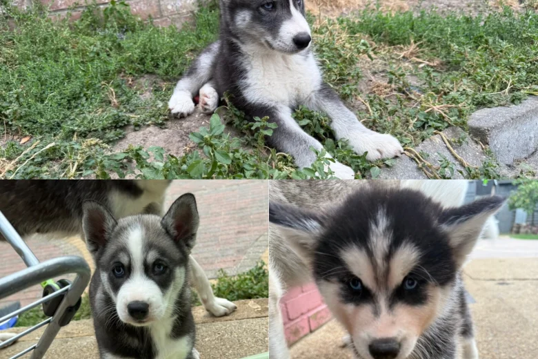 Siberian Husky