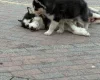 Siberian Husky