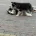 Siberian Husky