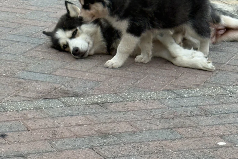Siberian Husky