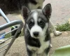 Siberian Husky