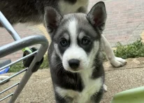 Puppy 2