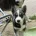 Siberian Husky