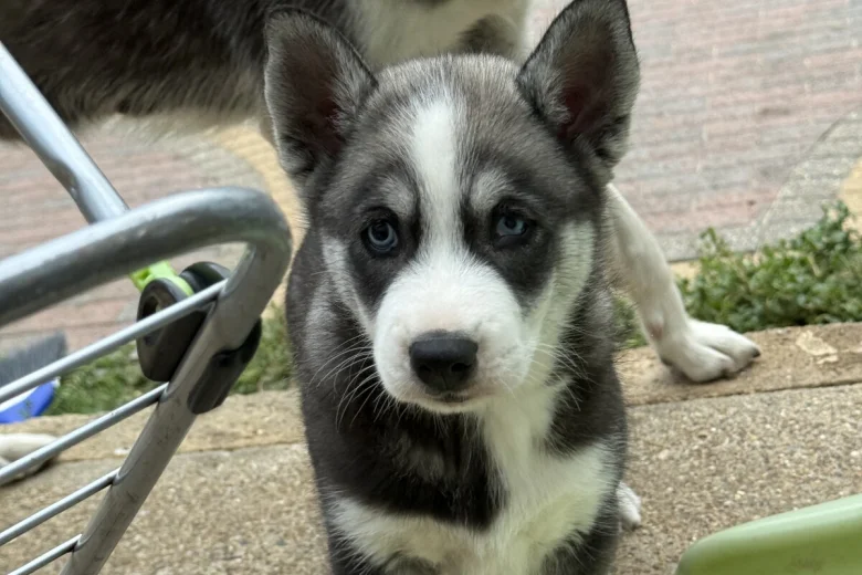 Siberian Husky