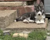 Siberian Husky