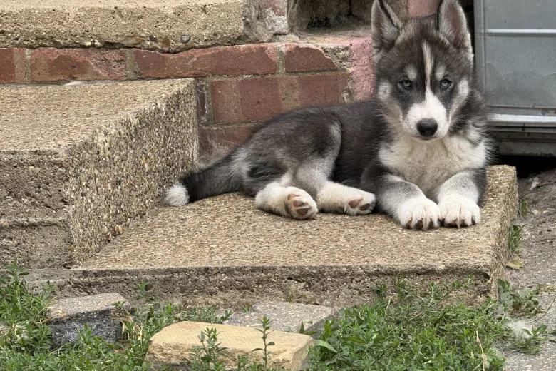 Siberian Husky