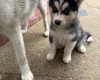 Siberian Husky